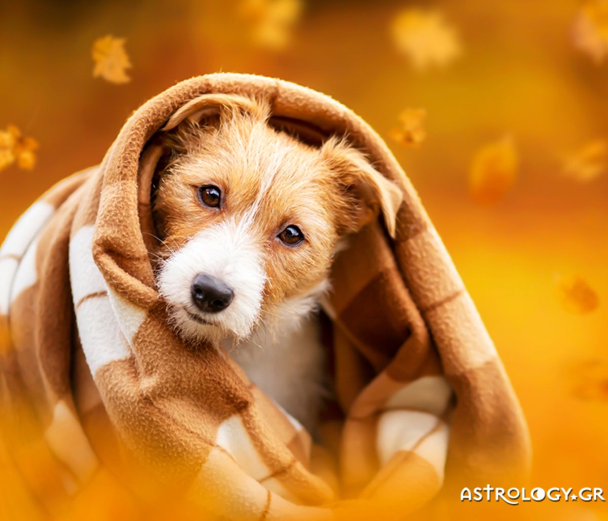 Διάβασε ΔΩΡΕΑΝ την προσωπική σου πρόβλεψη, για σήμερα 09/11/2021