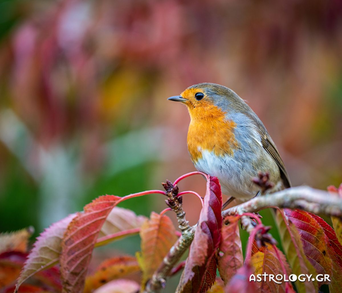 Διάβασε ΔΩΡΕΑΝ την προσωπική σου πρόβλεψη, για σήμερα 29/11/2021