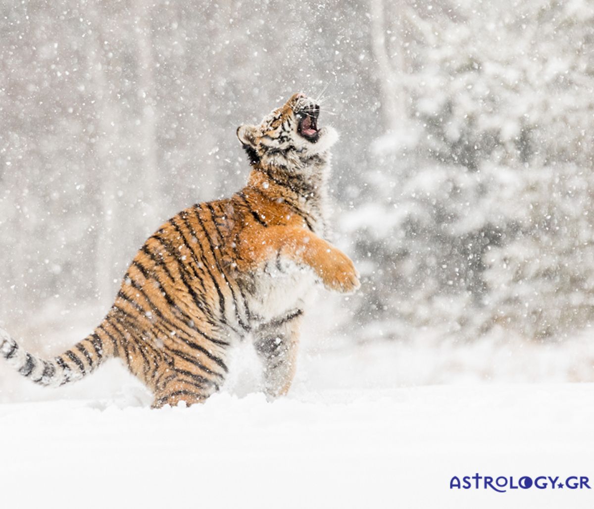 Διάβασε ΔΩΡΕΑΝ την προσωπική σου πρόβλεψη, για σήμερα 04/02/2022