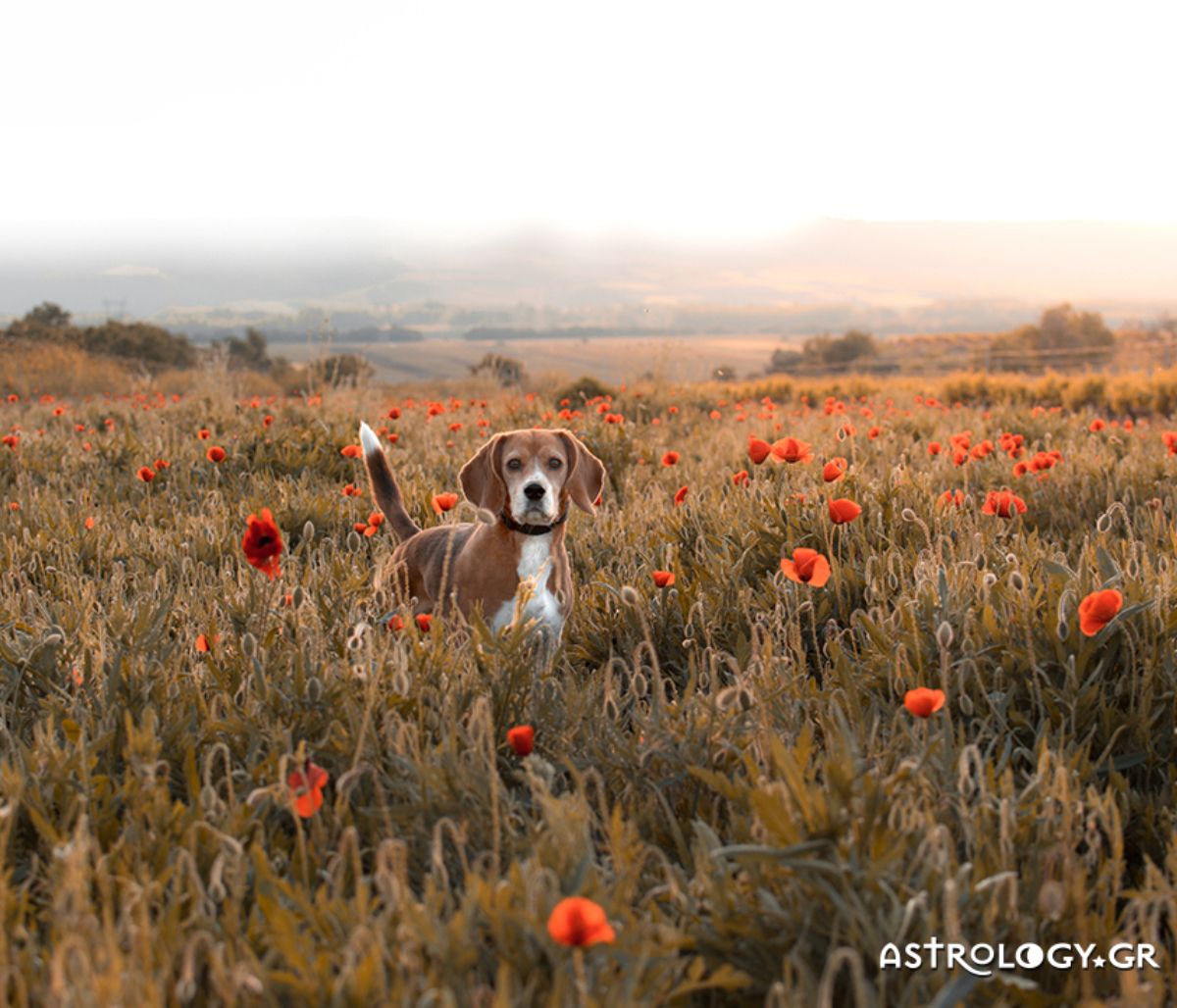 Διάβασε ΔΩΡΕΑΝ την προσωπική σου πρόβλεψη, για σήμερα 03/03/2022