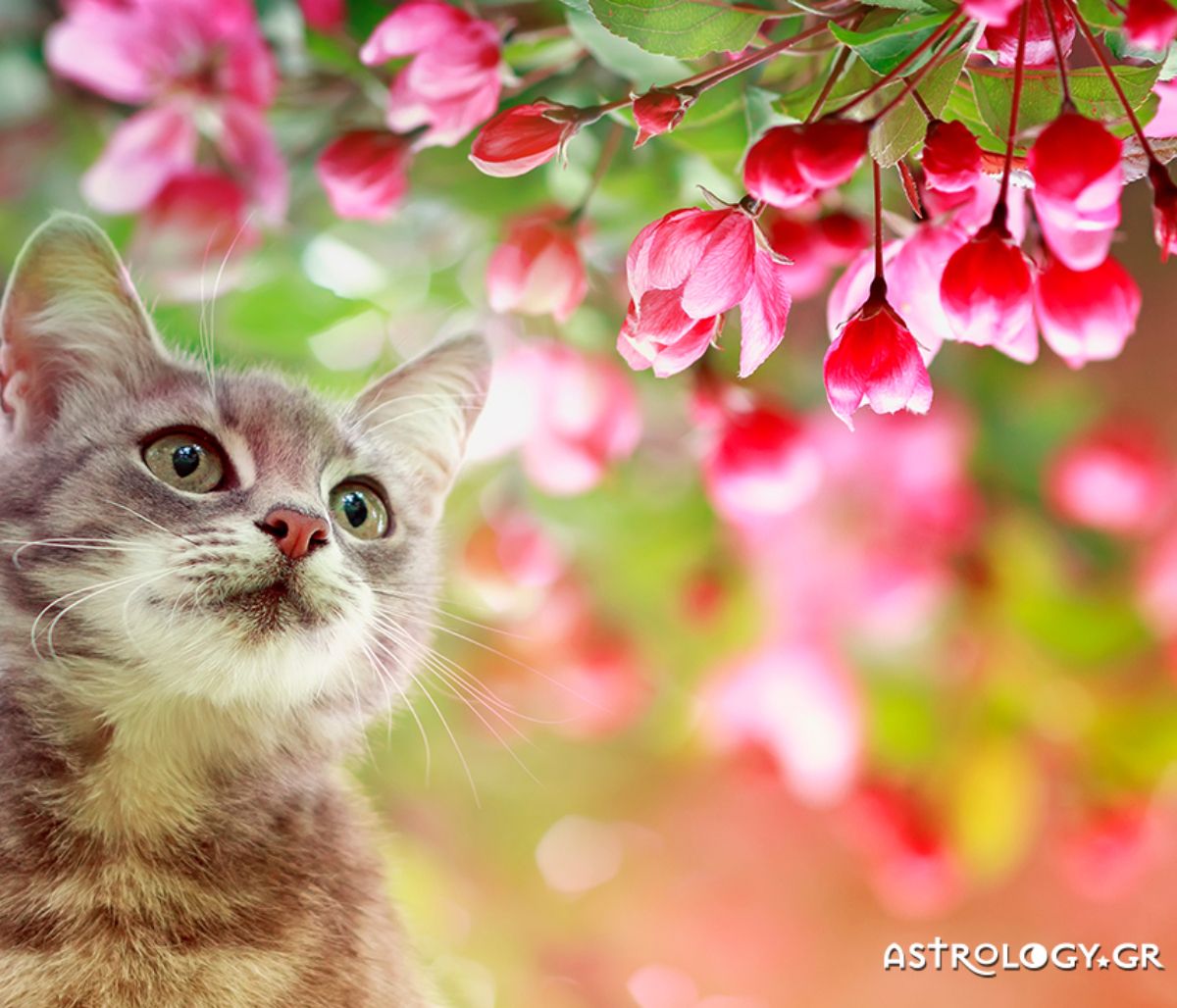 Διάβασε ΔΩΡΕΑΝ την προσωπική σου πρόβλεψη, για σήμερα 02/04/2022