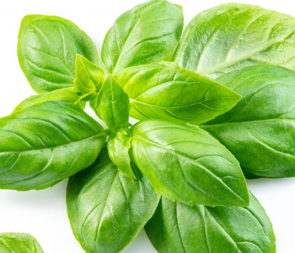 Αφέψημα βασιλικού: Τα οφέλη για την υγεία (video)