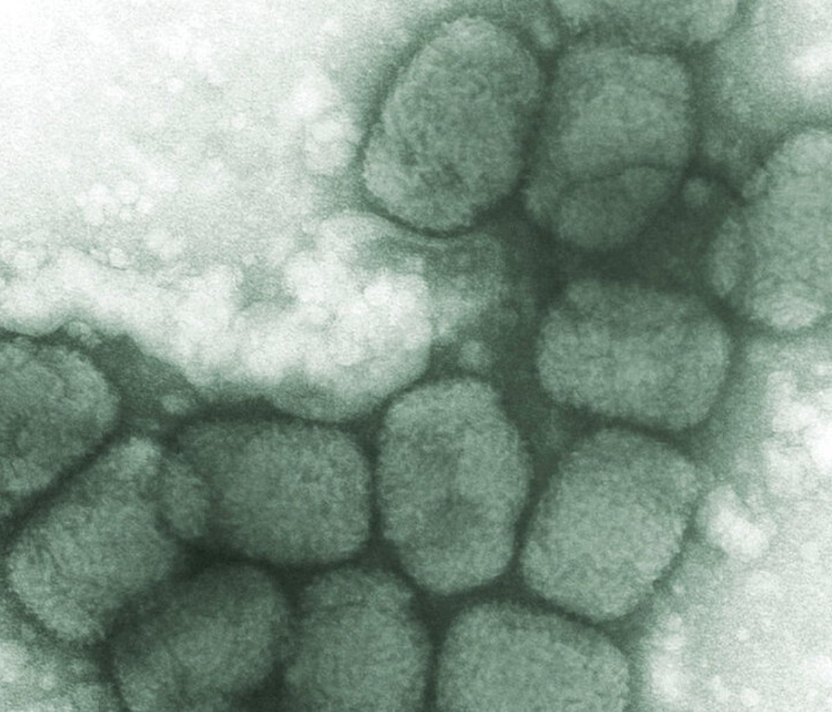 Ευλογιά των πιθήκων - Προειδοποίηση από ΠΟΥ: Η εξάπλωση ίσως επιταχυνθεί κατά το καλοκαίρι