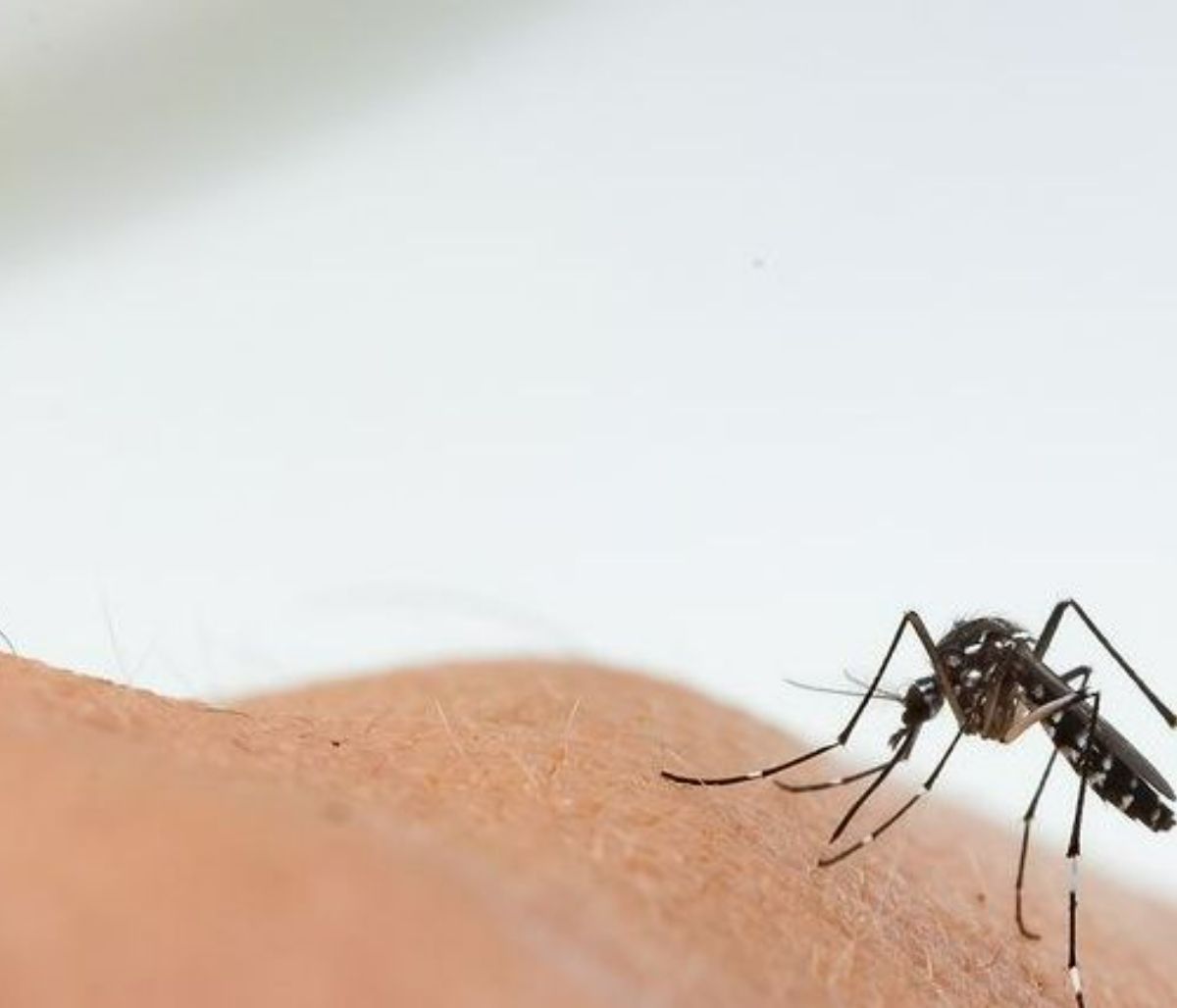 Οκτώ φυσικοί τρόποι για να μειώσετε το τσίμπημα των κουνουπιών