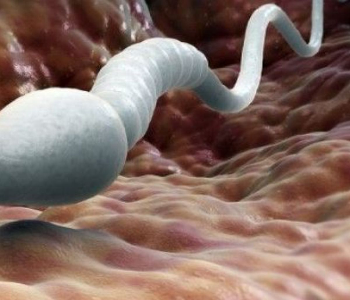 Σε ποια θερμοκρασία καταστρέφεται η ανδρική γονιμότητα