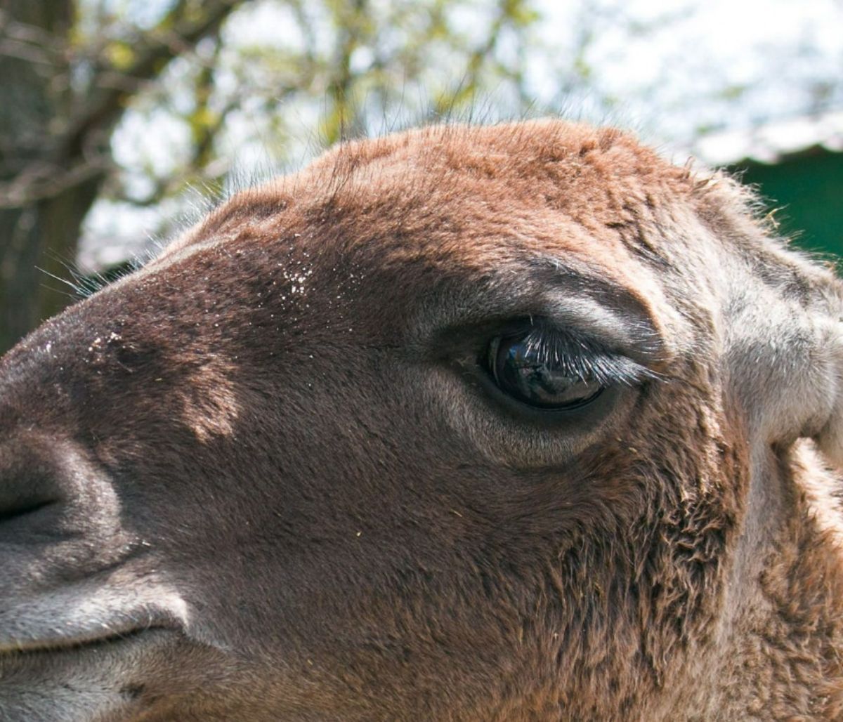 Τα νανοσώματα λάμα θα μπορούσαν να χρησιμοποιηθούν για την ανάπτυξη θεραπείας COVID-19 - μελέτη