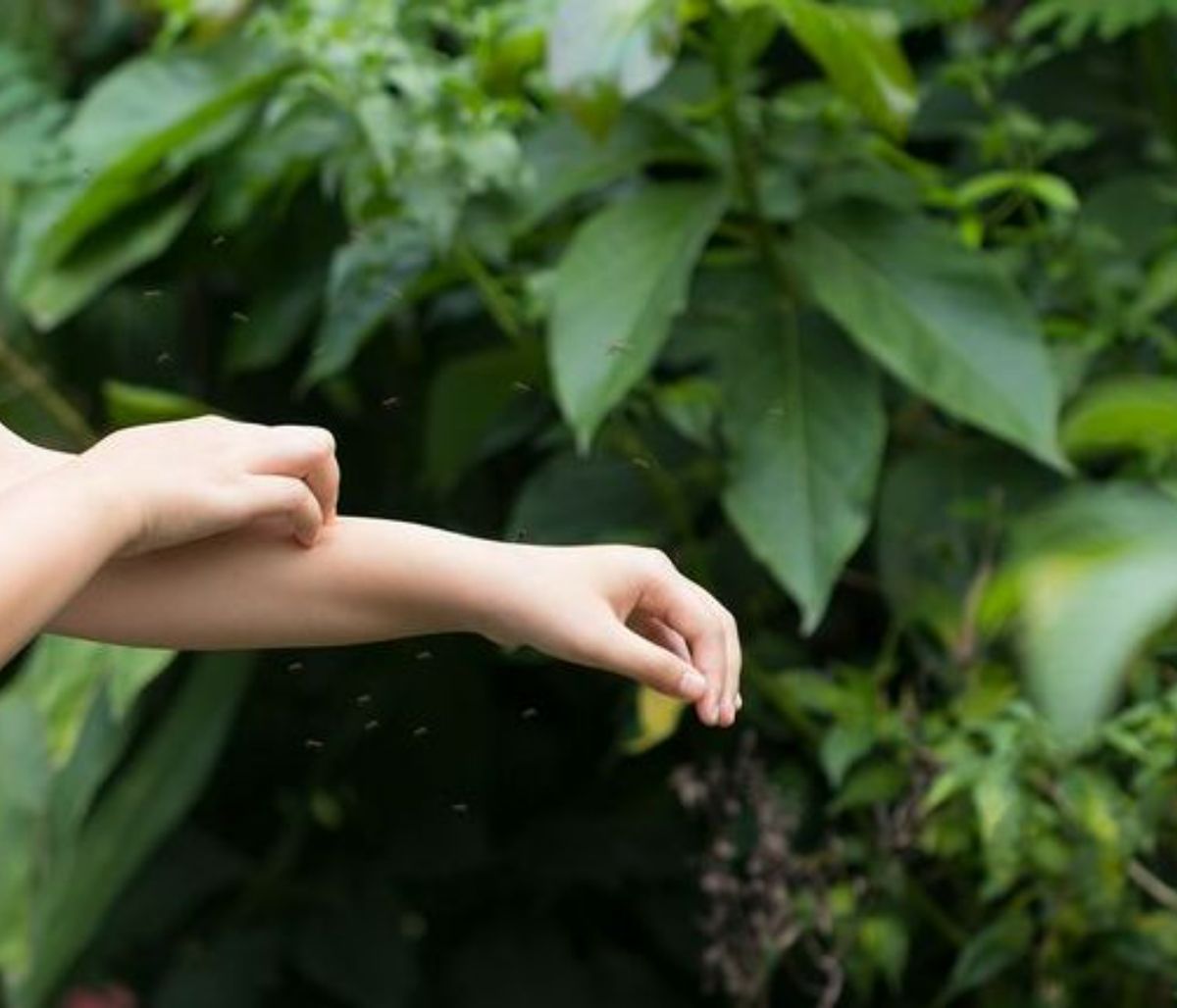 Δεν μπορείτε να σταματήσετε να ξύνεστε μετά από ένα τσίμπημα κουνουπιού; - Πώς θα το αντιμετωπίσετε