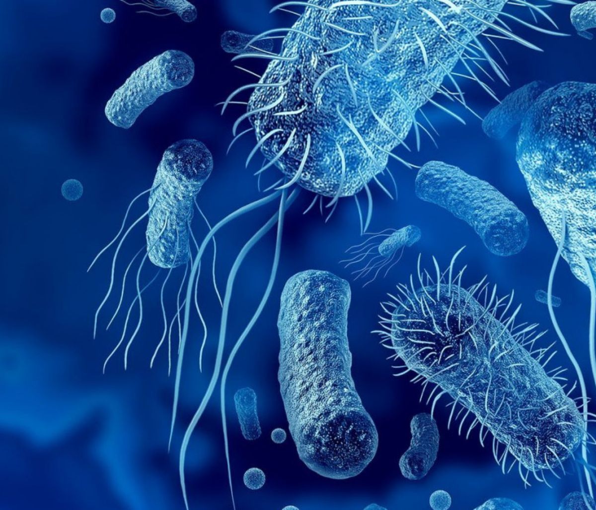 Πώς τα βακτήρια του εντέρου επηρεάζουν το βιολογικό ρολόι;