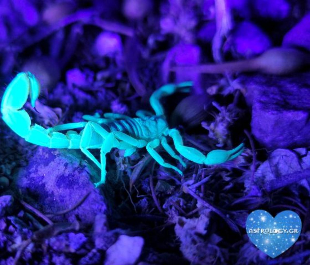 Πέντε θετικά χαρακτηριστικά του Σκορπιού