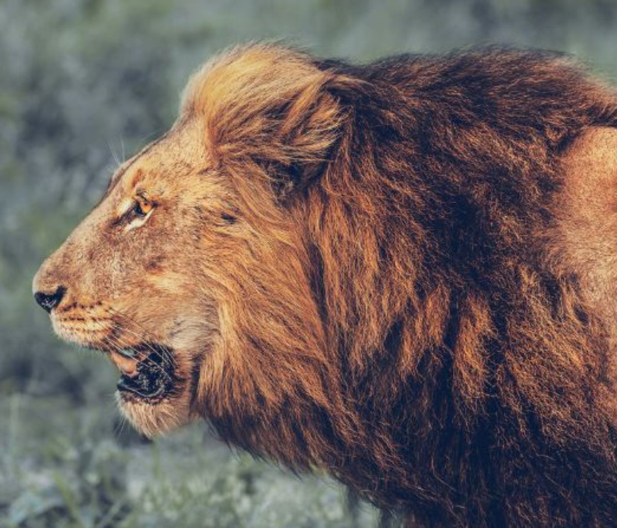 Άρης στον Λέοντα: Ρίξε μια ζαριά καλή!