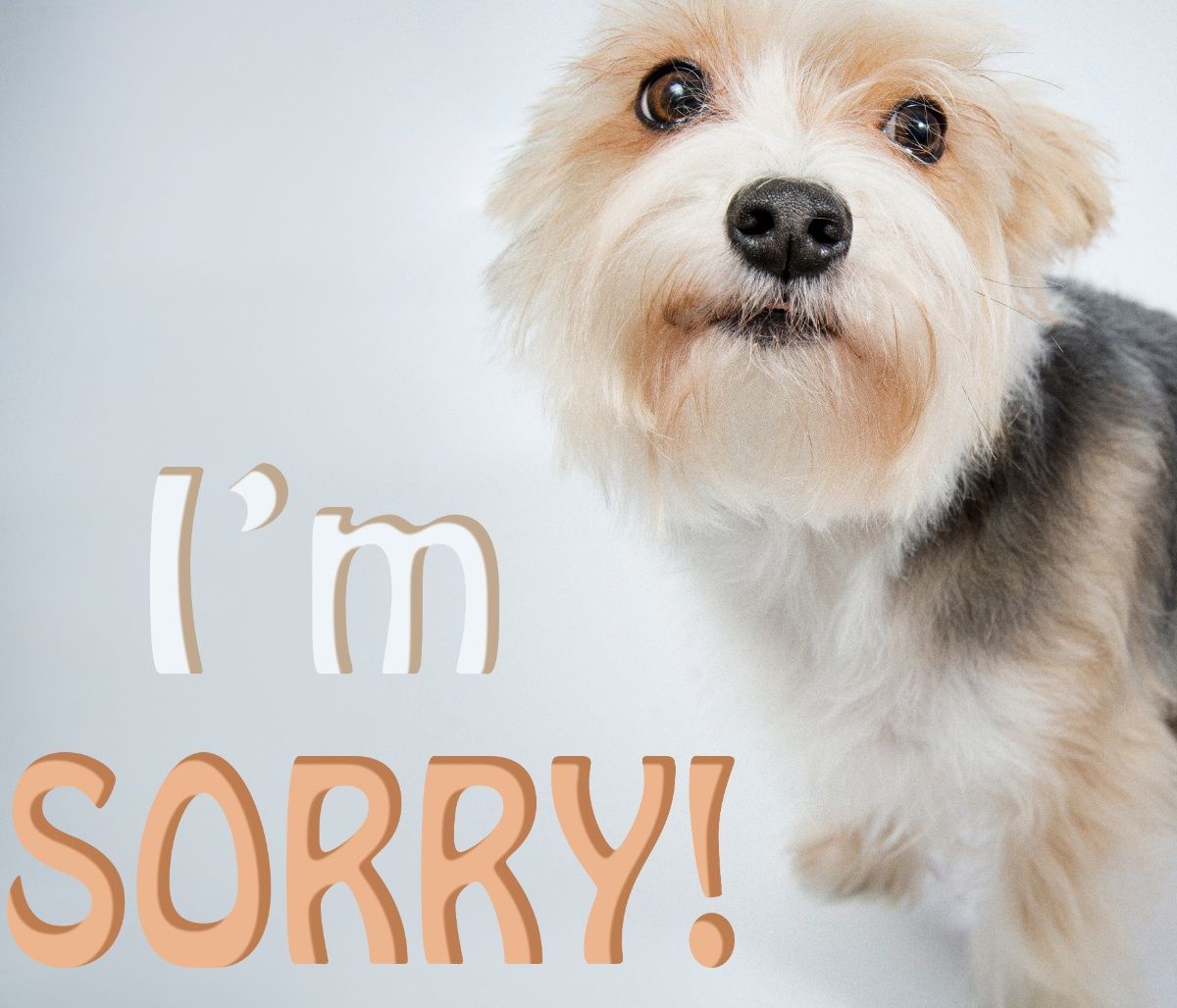 Τα ζώδια που μετά από χρόνια ζητούν συγχώρεση για τα λάθη τους