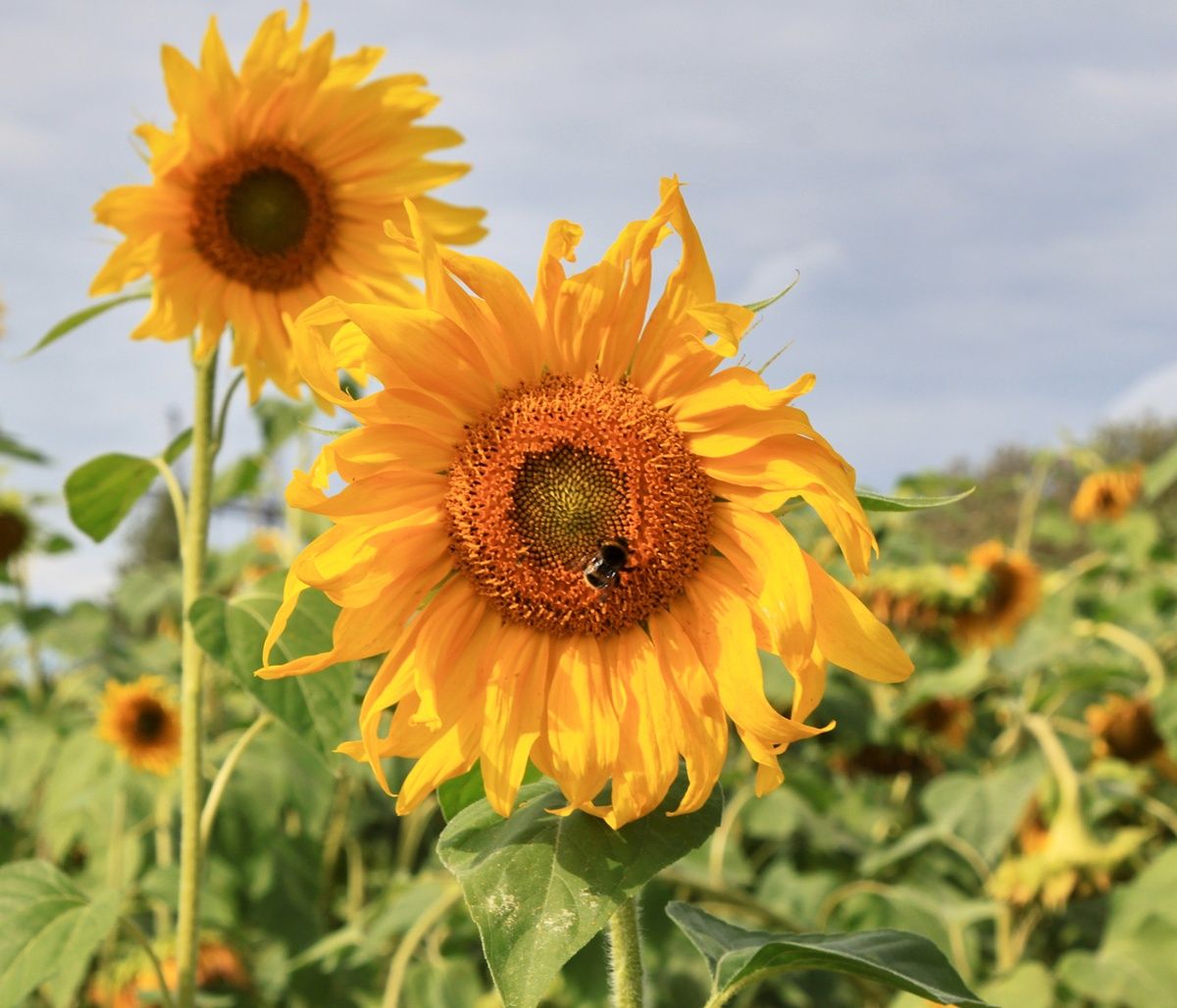 Διάβασε ΔΩΡΕΑΝ την προσωπική σου πρόβλεψη, για σήμερα 20/08/2023