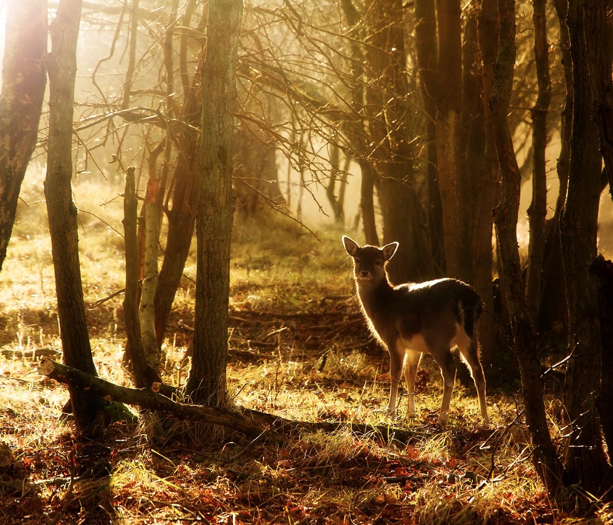 Διάβασε ΔΩΡΕΑΝ την προσωπική σου πρόβλεψη, για σήμερα 23/10/2023
