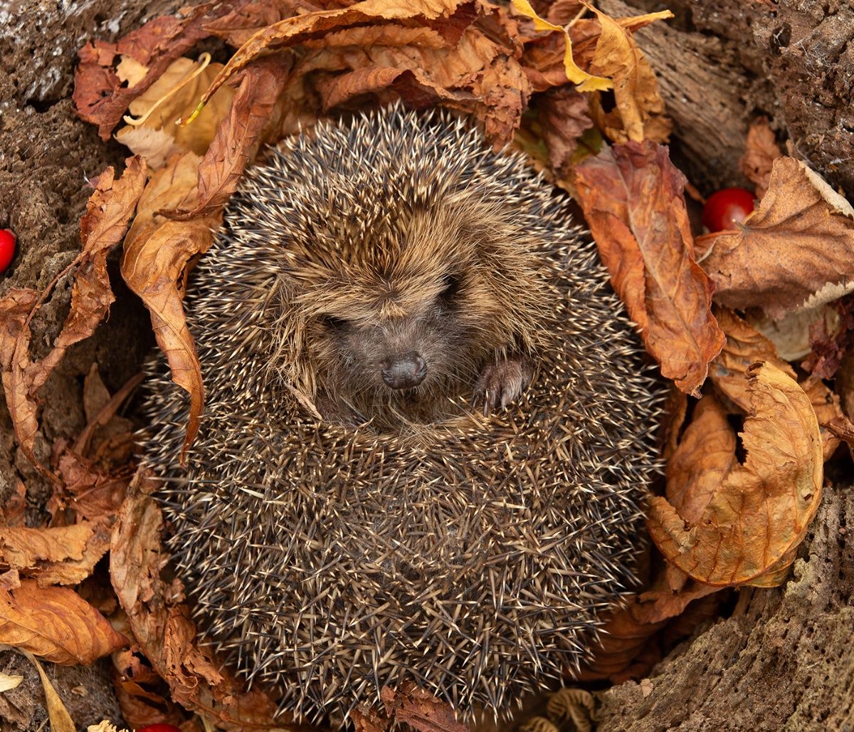Διάβασε ΔΩΡΕΑΝ την προσωπική σου πρόβλεψη, για σήμερα 25/10/2023