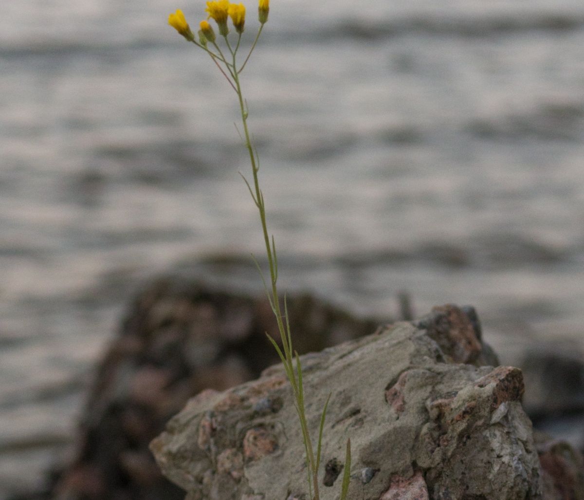Τα ζώδια που θα πρέπει να επιμείνουν πολύ σήμερα, 28/10