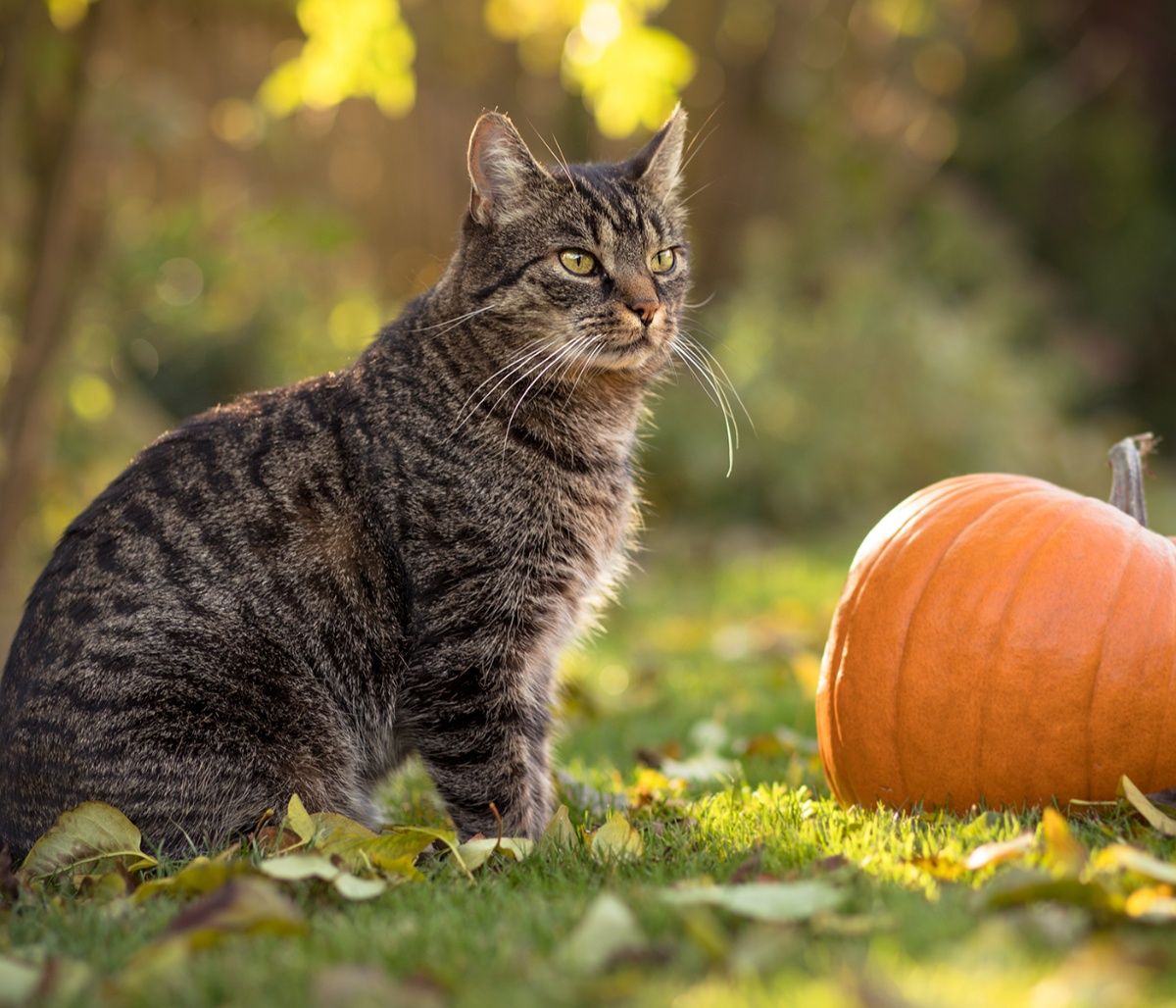 Διάβασε ΔΩΡΕΑΝ την προσωπική σου πρόβλεψη, για σήμερα 31/10/2023