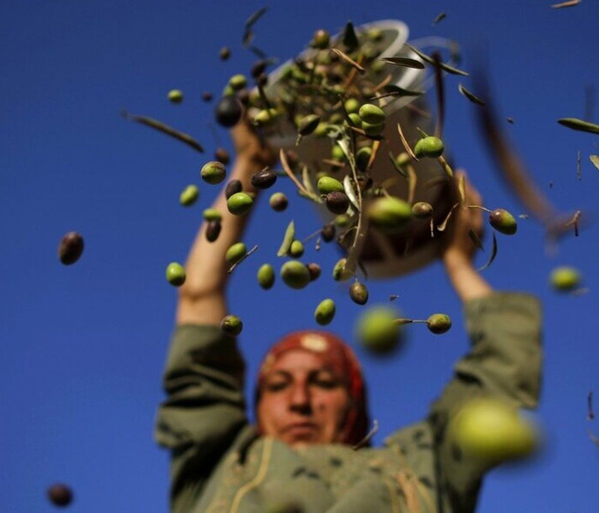 Ελαιοτουρισμός η νέα μόδα - Γιόγκα σε ελαιώνες, συναυλίες και ράβδισμα