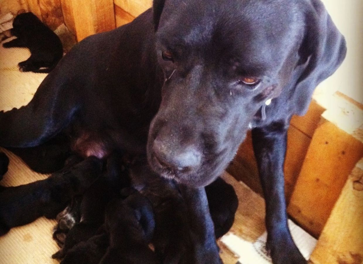 «Τέτοιους φιλόζωους να τους χαίρεστε…», γράφει η Δέσποινα Καμπούρη