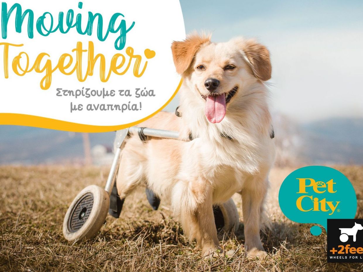 Αct Pawsi+ive Moving Together: Τα Pet City Στηρίζουν τα ζώα με αναπηρία!