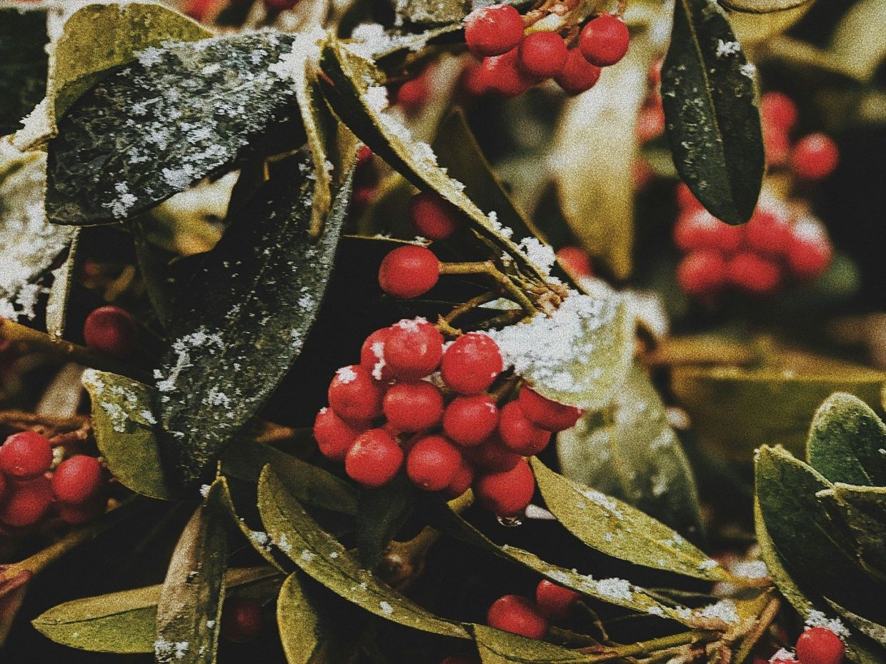 To γκι (ιξός) είναι το φυτό που αγαπούν όλοι τα Χριστούγεννα: Τα tips και tricks φροντίδας