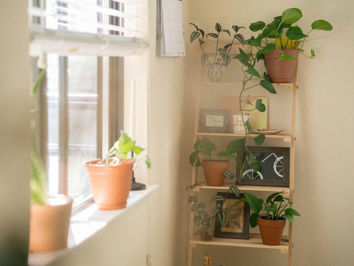 Ποιο φυτό σε αντιπροσωπεύει σύμφωνα με τον μήνα γέννησής σου;