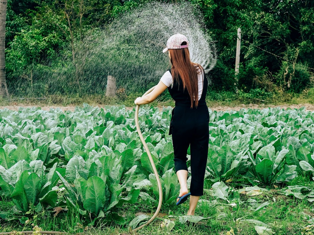 6 πράγματα που πρέπει να κάνεις τώρα στον κήπο, αν θες τα φυτά να επιβιώσουν και το καλοκαίρι