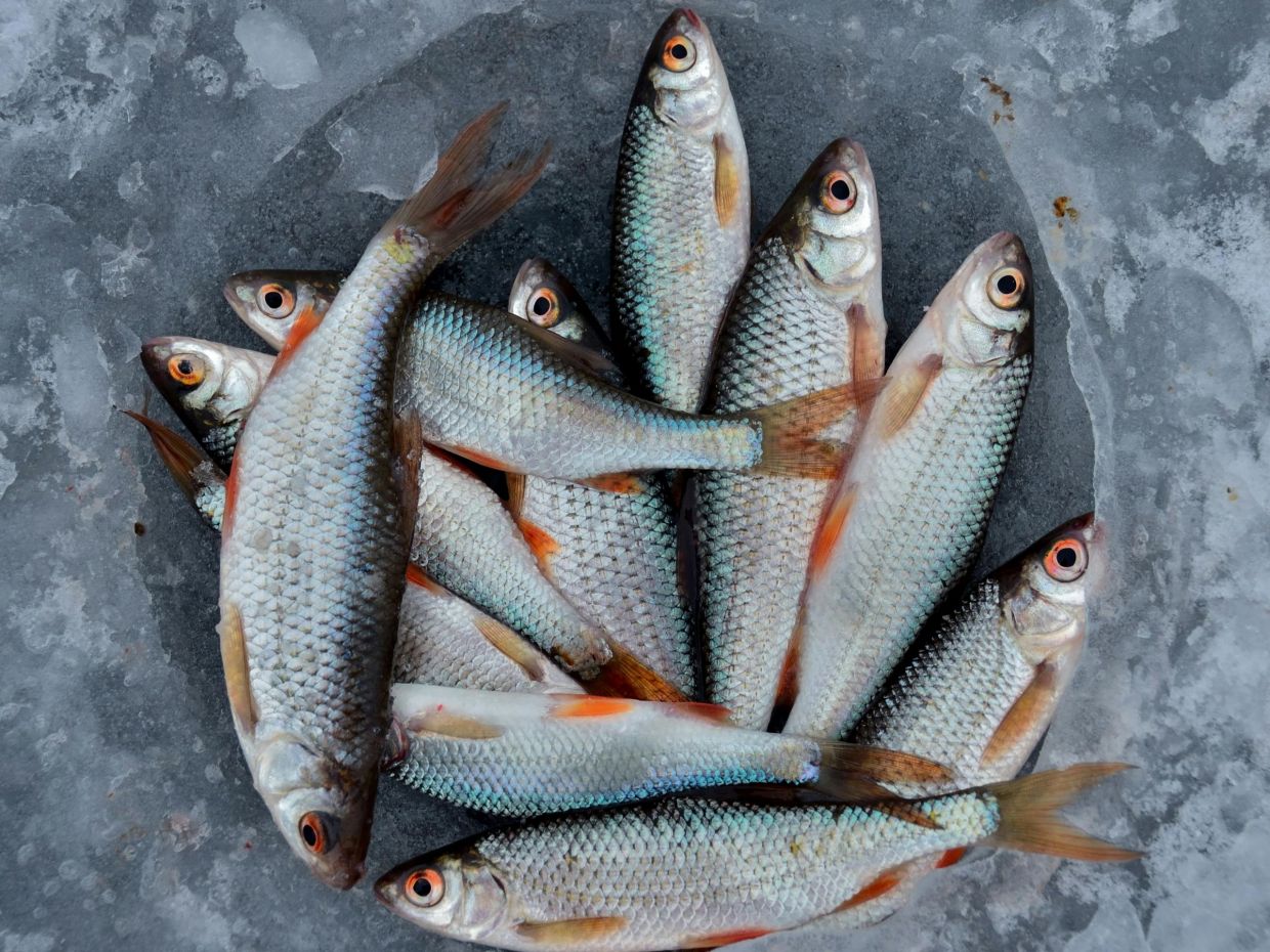 Πότε είναι καλό σημάδι και πότε κακό, το να δεις ψάρια στον ύπνο σου;