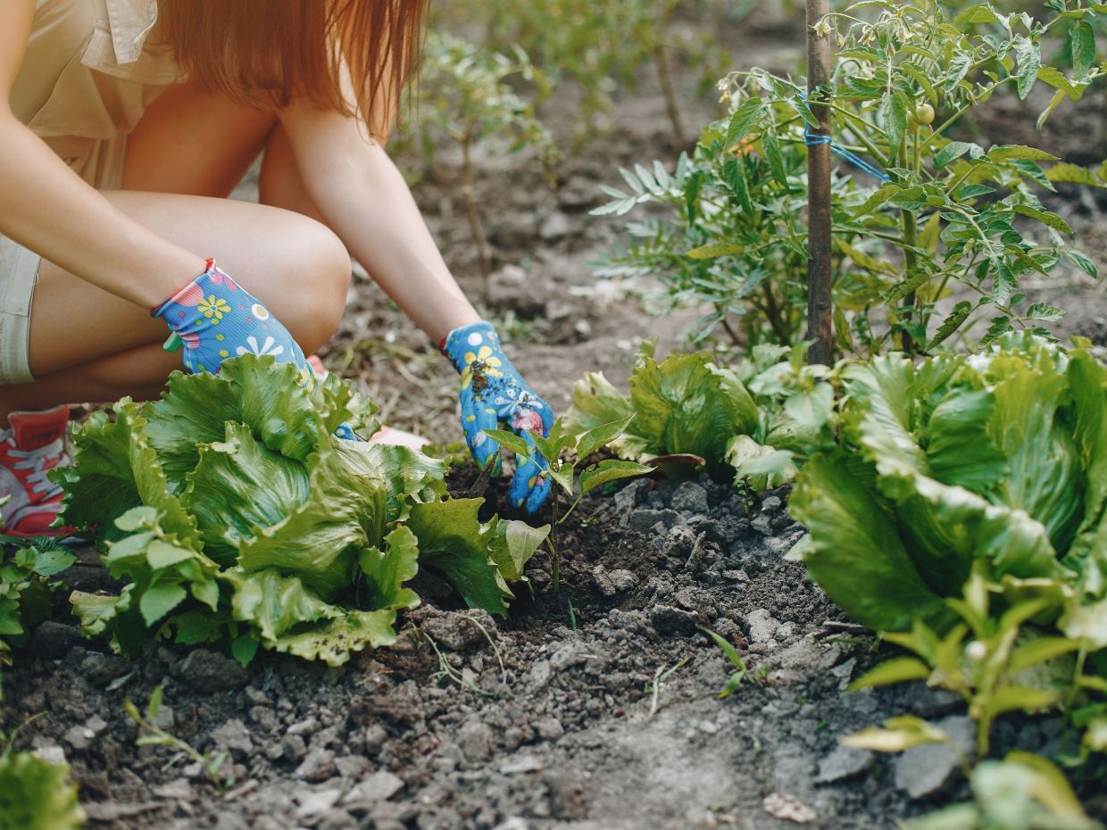 5 τρόποι να καλλιεργήσεις περισσότερα φρούτα και λαχανικά, ακόμα κι αν δεν έχεις αυλή