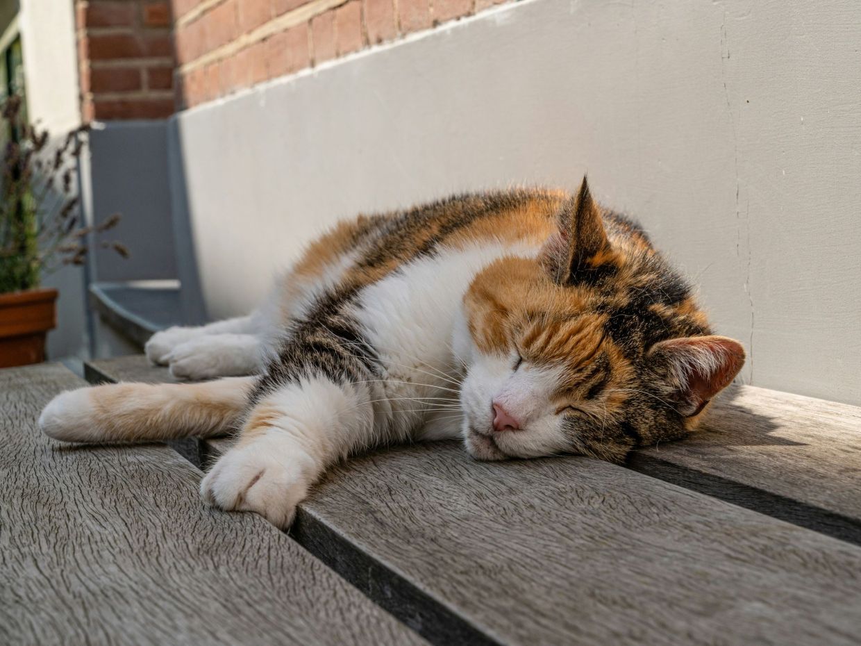 Οι καλύτερες συμβουλές για να διατηρείς τη γάτα σου δροσερή το καλοκαίρι
