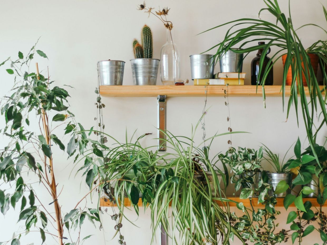 Φεύγεις διακοπές; Έτσι θα διατηρήσεις τα φυτά ζωντανά ενώ λείπεις