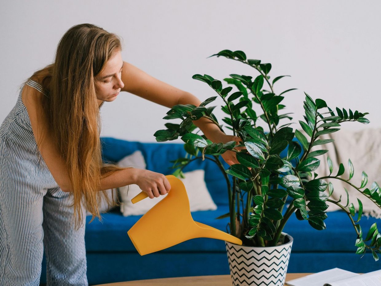 Ο σωστός τρόπος για να αναζωογονήσεις τα φυτά σου μετά τις καλοκαιρινές διακοπές έχει 5 βήματα