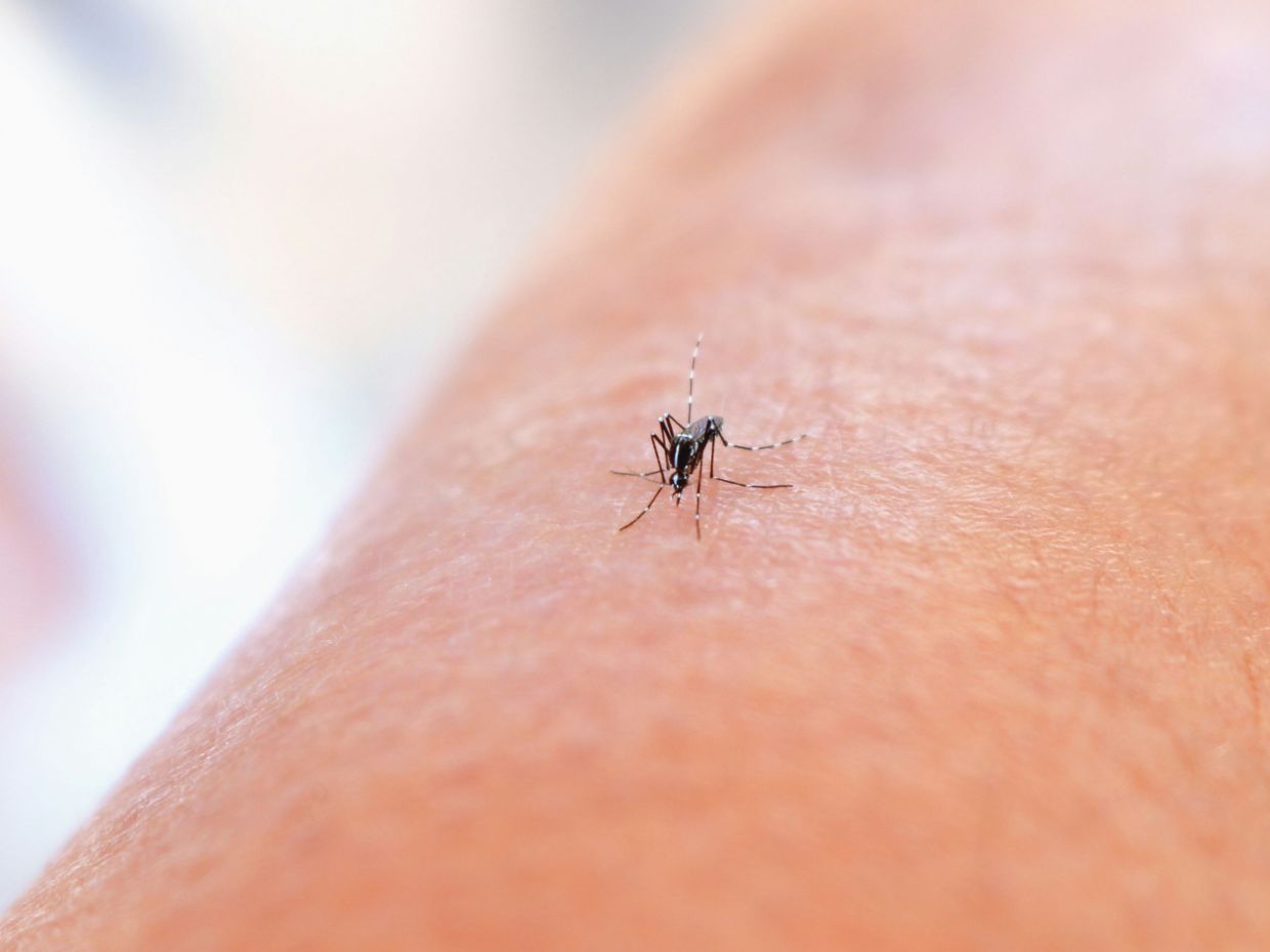 Το μπαχαρικό που θα κρατήσει τα κουνούπια μακριά - 3 κόλπα που θα σε σώσουν