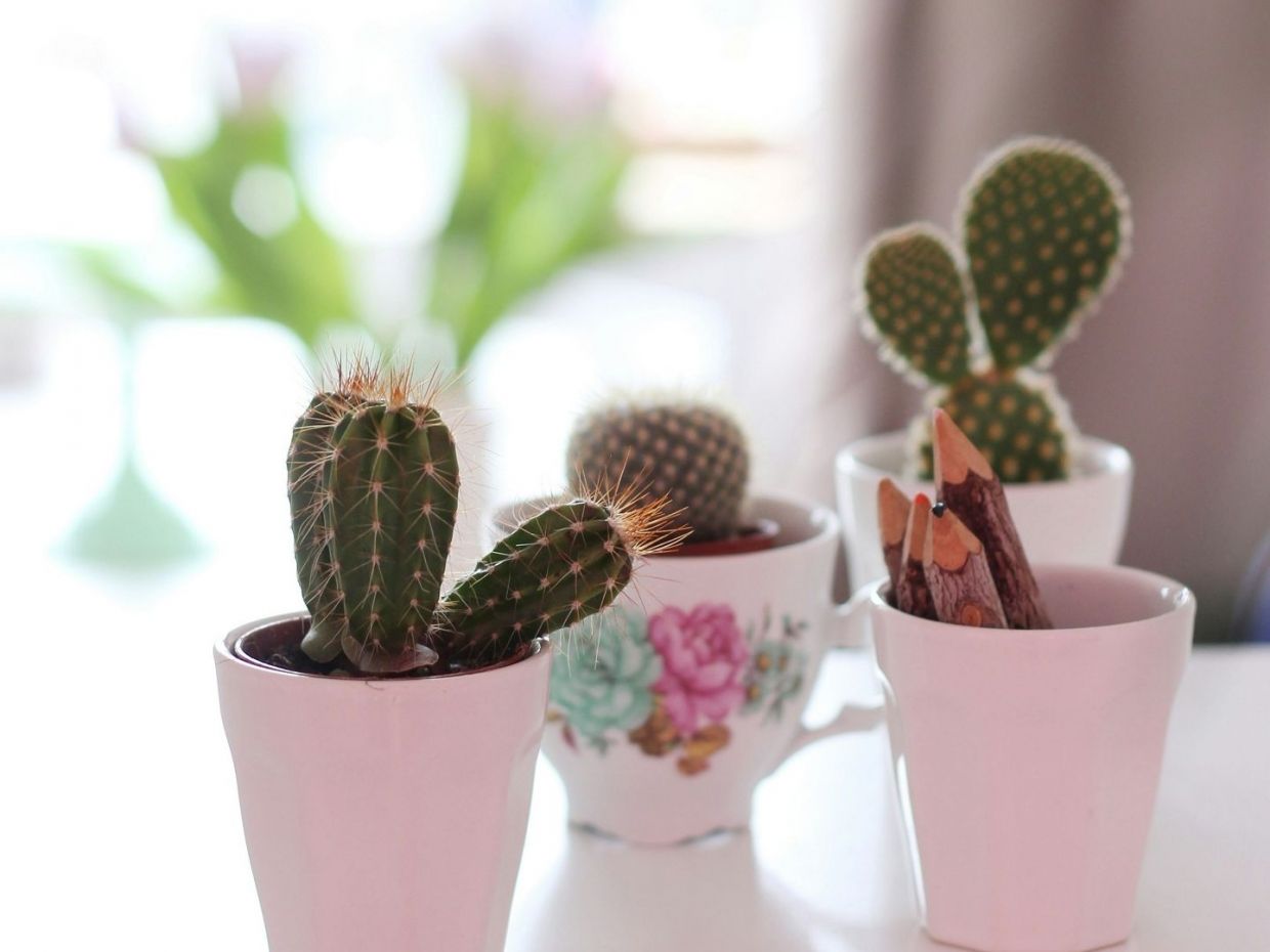 Αυτό το αγαπημένο σου φυτό εσωτερικού χώρου φέρνει κακοτυχία σύμφωνα με το Feng Shui