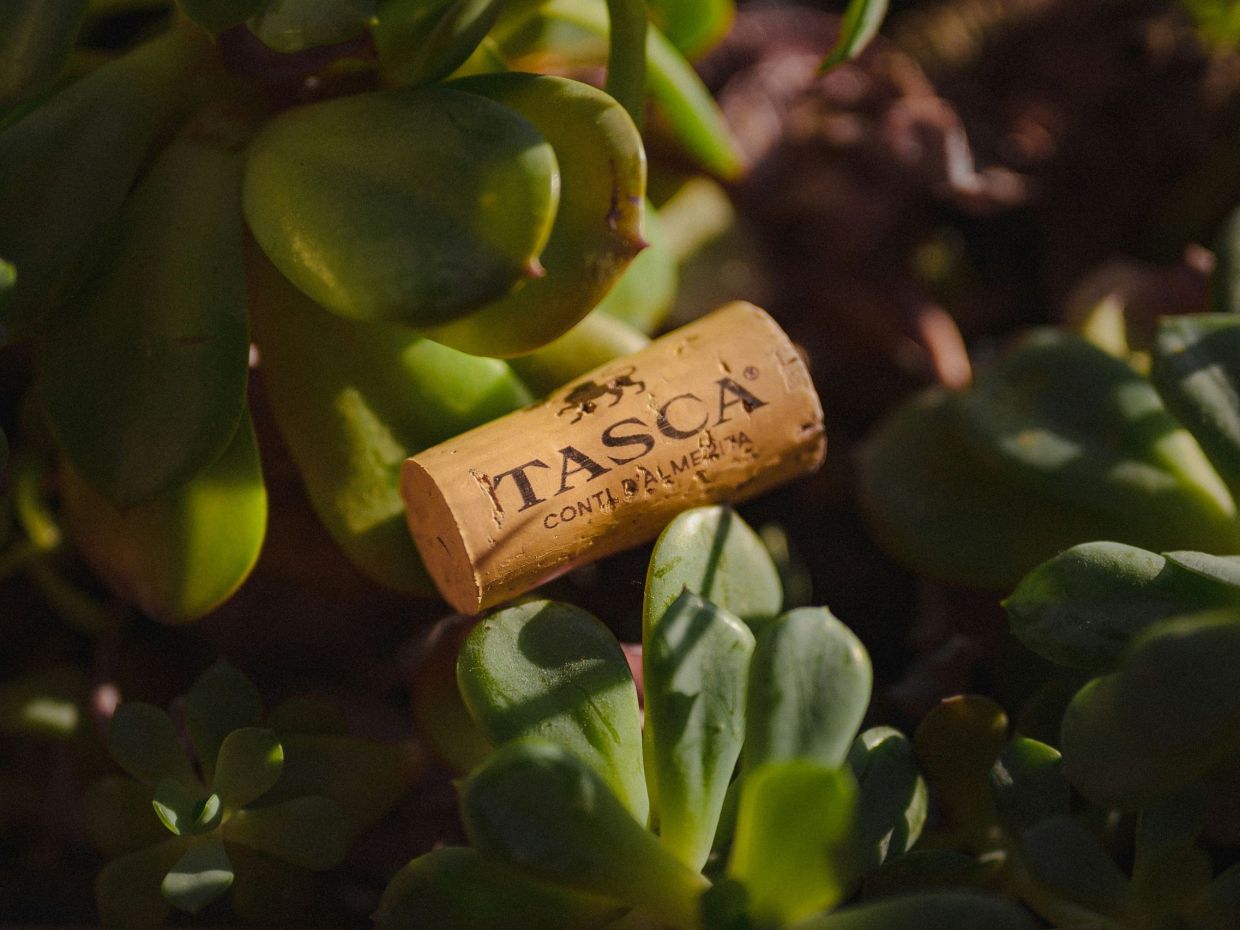 Γιατί να βάλεις φελλούς στο χώμα των φυτών; Γιατί υπάρχουν οφέλη που δεν φαντάζεσαι