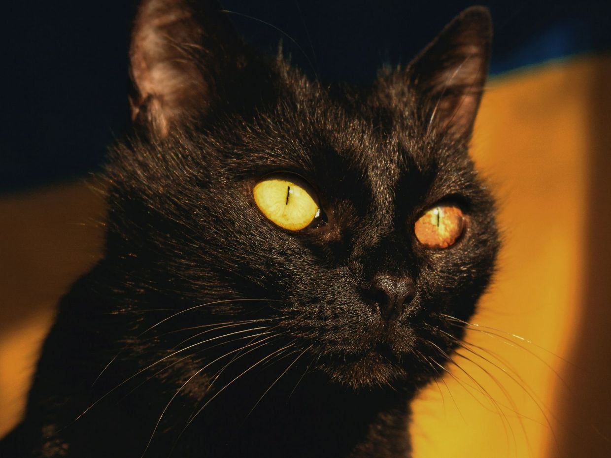 Η πόλη που απαγόρευσε τις υιοθεσίες μαύρων γατών και έγινε viral για τον σωστό λόγο