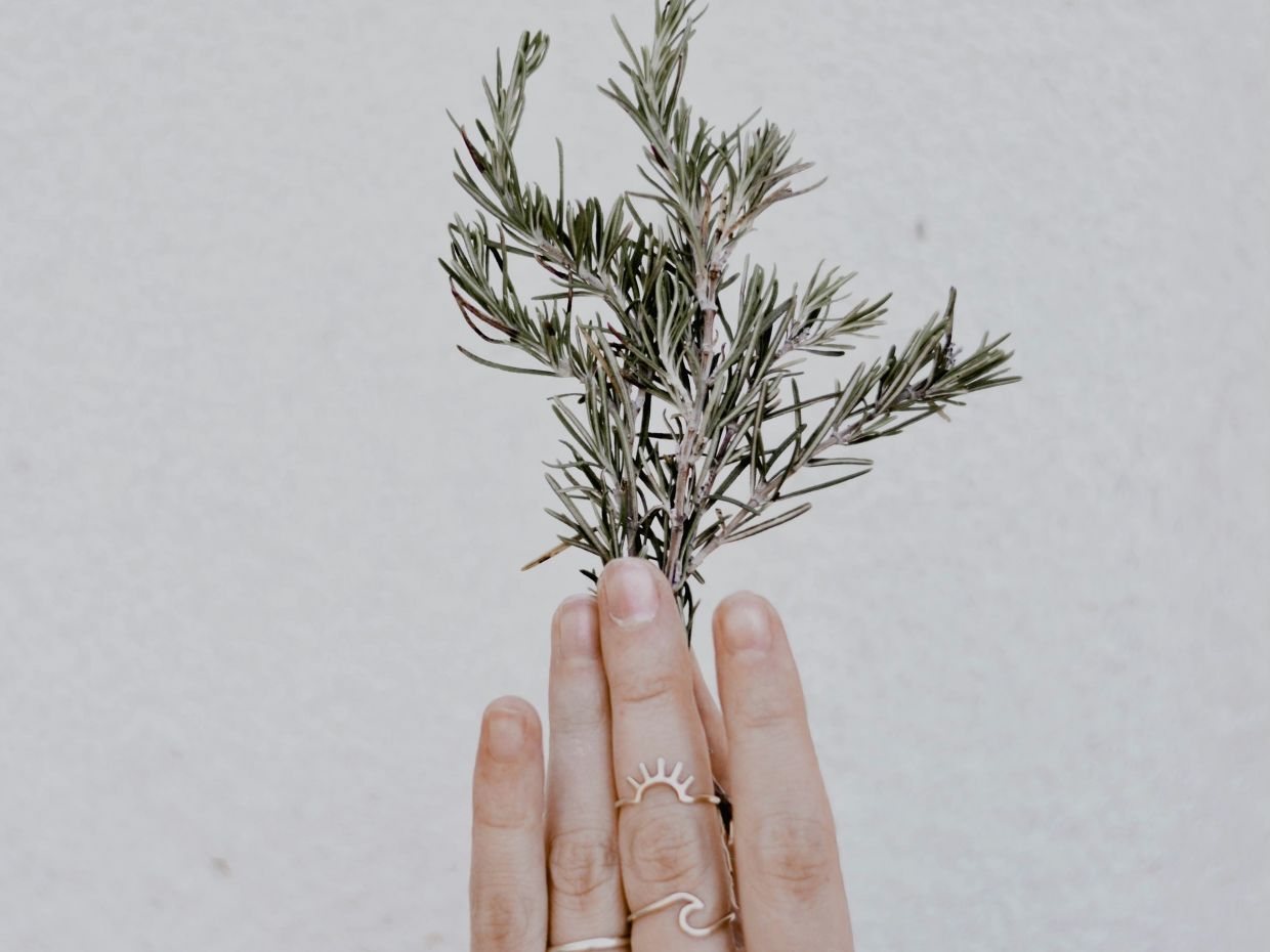 Πού να τοποθετήσεις ένα φυτό δεντρολίβανου για να ενεργοποιήσεις τον πλούτο στο σπίτι σου