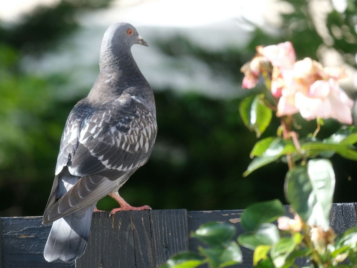 Οι κίνδυνοι από τα περιστέρια στον κήπο και το έξυπνο κόλπο που λύνει το πρόβλημα