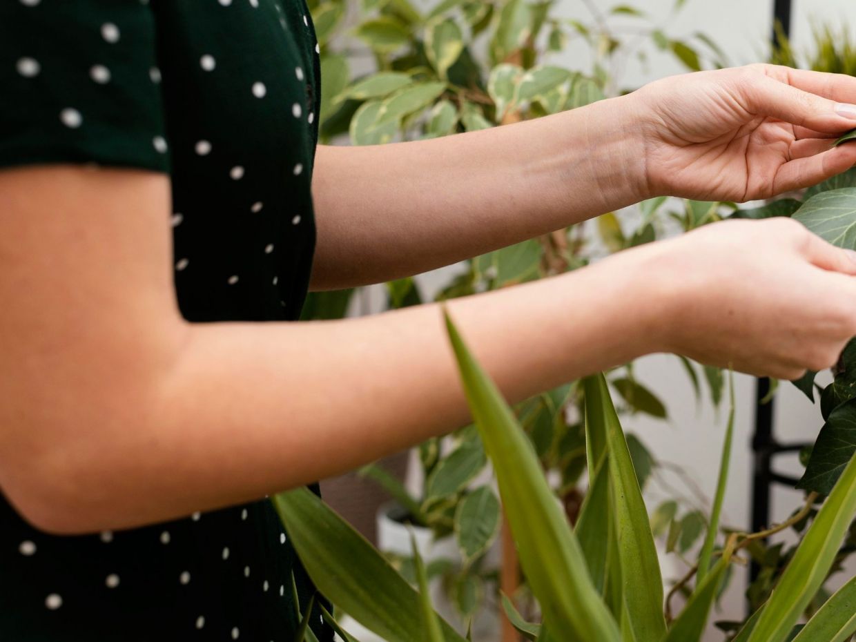 Γιατί να βάλεις μια αλόη βέρα στην πόρτα του σπιτιού, σύμφωνα με το Feng Shui