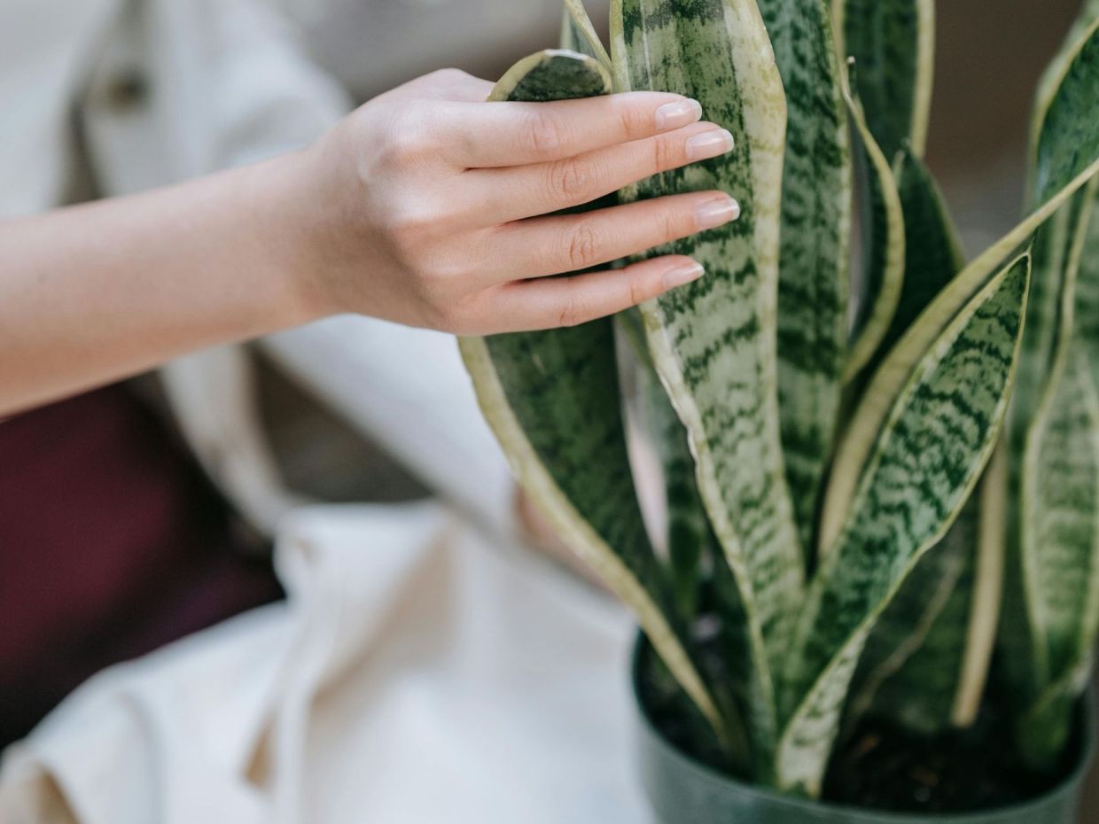 Snake Plant: Πώς θα κρατήσεις ζωντανό το πιο cool φυτό (ακόμα κι αν είσαι serial killer φυτών)