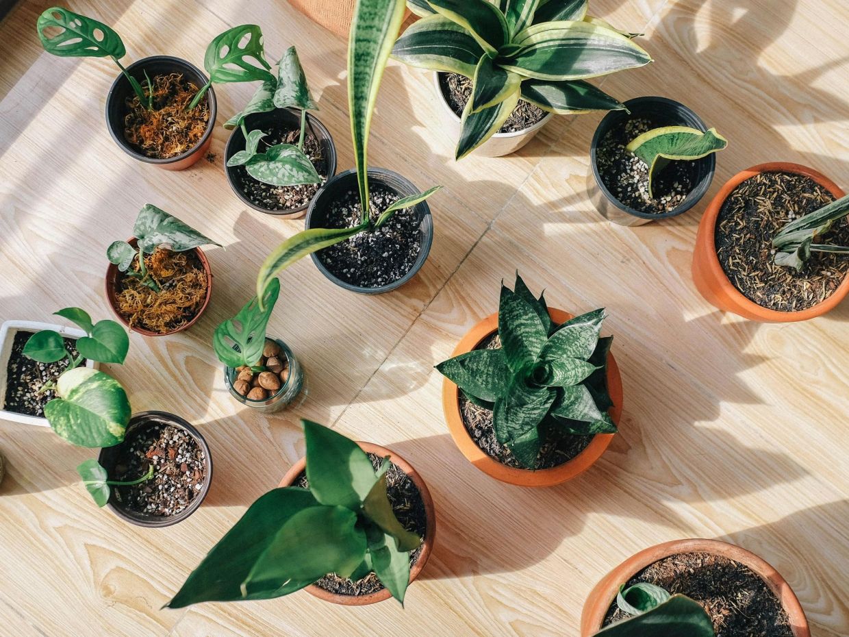 Το 10λεπτο μυστικό για να «αναστήσεις» τα φυτά σου χωρίς μεταφύτευση