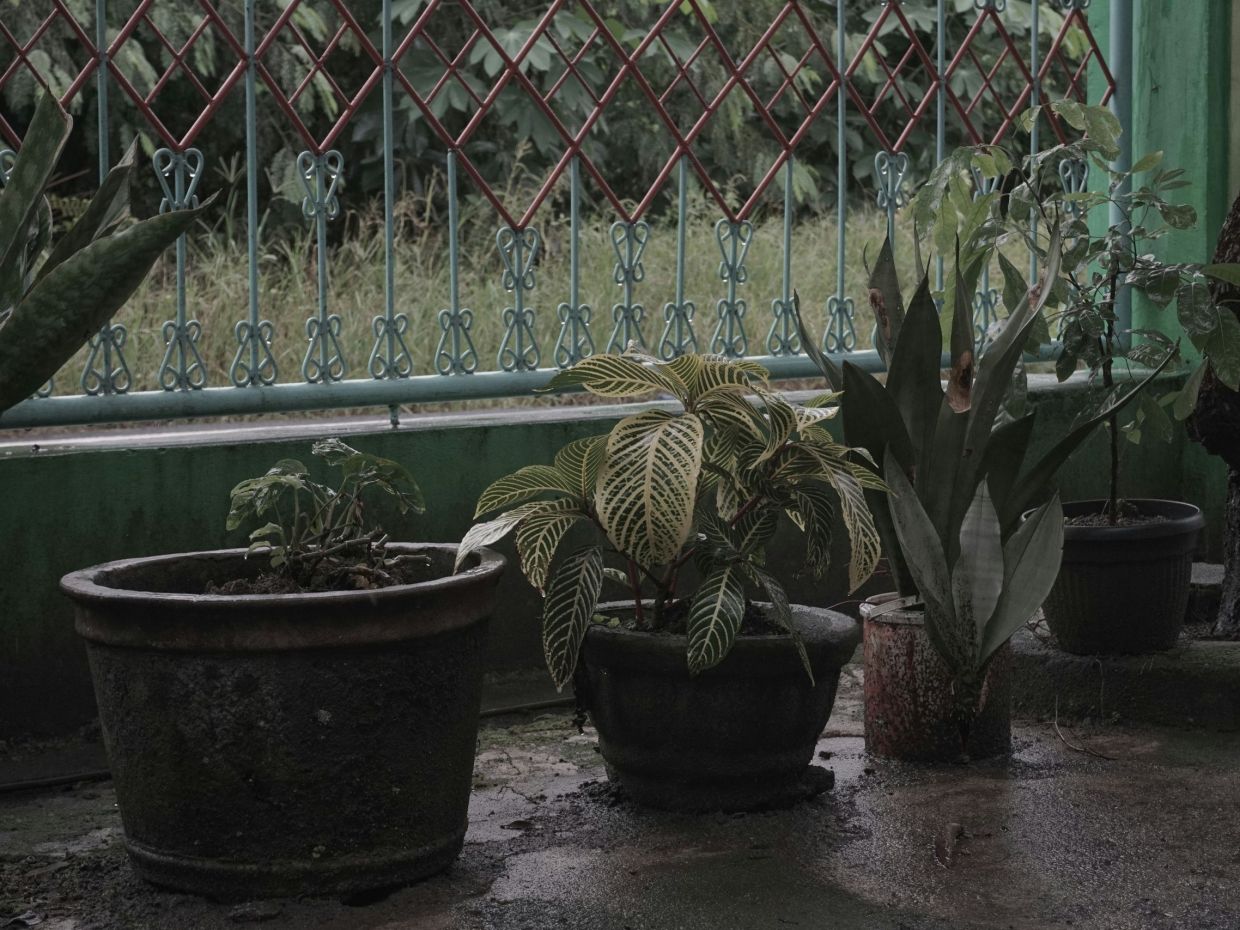 Bρέχει και έχεις φυτά στο μπαλκόνι; Με αυτούς τους 4 τρόπους θα τα προστατεύσεις από την κακοκαιρία