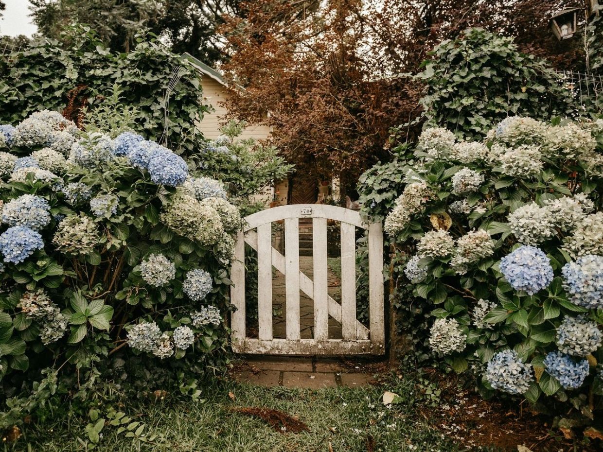 10 συνηθισμένα προβλήματα με τις ορτανσίες και πώς να τα διορθώσεις