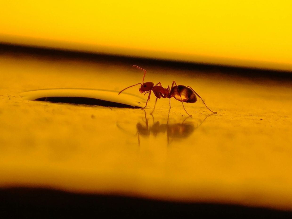 10 σταγόνες στην πόρτα και τέλος τα μυρμήγκια: Το φυσικό κόλπο που θα σε σώσει φέτος το καλοκαίρι