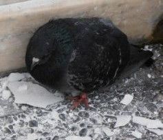 ΑΠΟΚΛΕΙΣΤΙΚΟ: Ένας ταξιδιώτης της Δημοκρατίας στο Σύνταγμα