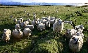 Είναι βοσκός και χρωστάει 13 εκατ. ευρώ