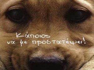 Μαρτυρικό θάνατο βρήκαν αδέσποτα ζώα στα Τρίκαλα