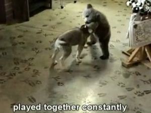 VIDEO: Μια αναπάντεχη φιλία ανάμεσα σε ένα αρκουδάκι και έναν μικρό λύκο!