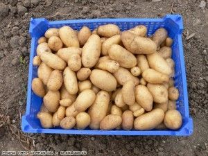 Δείτε ποιοι δήμοι στην Αττική συμμετέχουν στο Κίνημα της Πατάτας