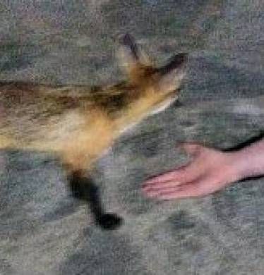 Αλεπού κάθε βράδυ στον κήπο πολύ γνωστής Ελληνίδας παρουσιάστριας!