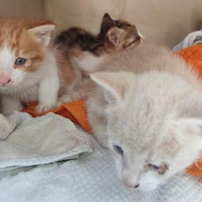 Το Pet Community του Costa Navarino είναι ένα καταφύγιο φροντίδας και αγάπης